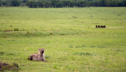 A hyena is lying in the grass in the savannah in Kenya