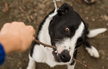 Border Collie puppy chewing a stick