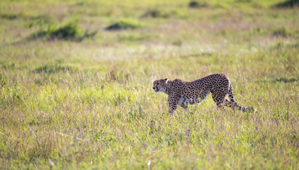 A cheetah walks between grass and bushes in the savannah of Kenya
