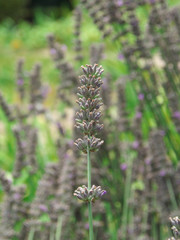 Fresh mint with flowers in garden. Blooming field of spearmint peppermint and bergamot