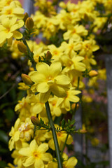 Jasminum mesnyi