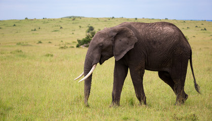 Fototapeta na wymiar One elephant walking throught the savannah of Kenya