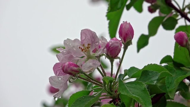 Blossoming apple tree after spring rain, pink flowers and leaves are covered with water drops