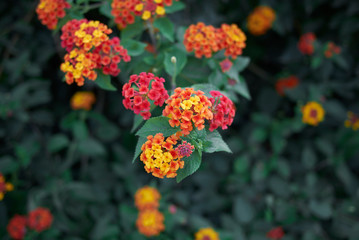 Lantana camara