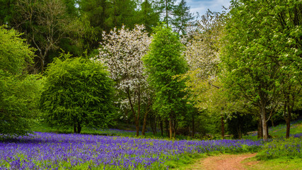 Obraz premium Bluebell Fields