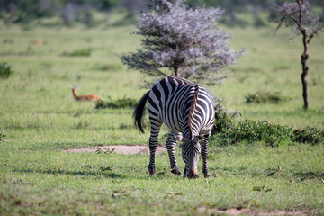 Zebras in the middle of the savannah of Kenya