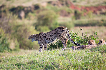 A cheetah mother with two children in the Kenyan savannah