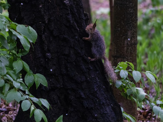 Wet squirrel in the park after the storm