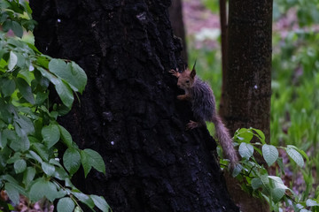 Wet squirrel in the park after the storm