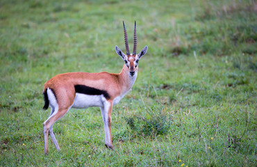 Thomson's Gazelle in the grass landscape of the savannah in Kenya