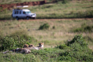 A cheetah mother with two children in the Kenyan savannah