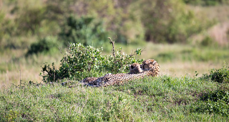 A cheetah mother with two children in the Kenyan savannah