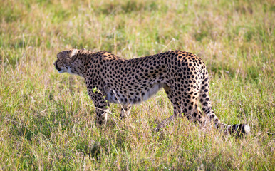 A cheetah walks between grass and bushes in the savannah of Kenya
