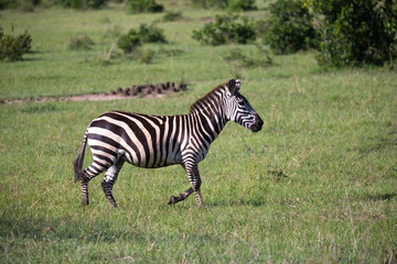 Fototapeta na wymiar Zebras in the middle of the savannah of Kenya