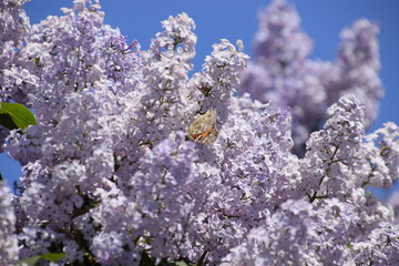 Butterfly Vanessa cardui on lilac flowers. Pollination blooming lilacs.