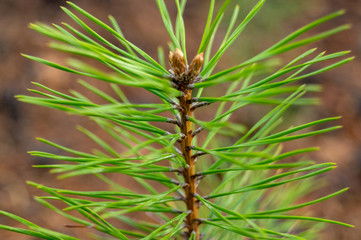 Closeup photo of green needle pine tree. Small pine cones at the end of branches. Blurred pine needles in background