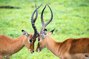 Impala family on a grass landscape in the Kenyan savannah