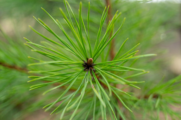 Naklejka na ściany i meble Closeup photo of green needle pine tree. Small pine cones at the end of branches. Blurred pine needles in background