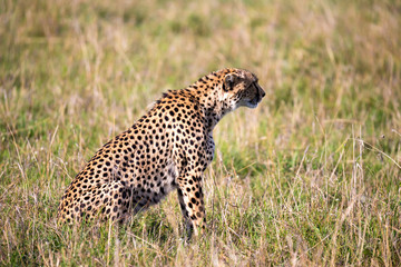 A cheetah sits in the grass landscape of the savanna of Kenya