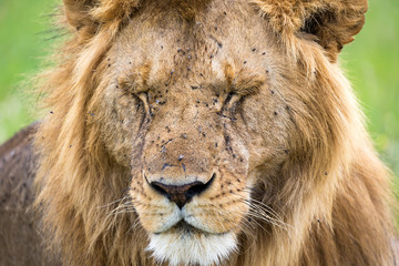 Naklejka na ściany i meble The face of a big lion in closeup