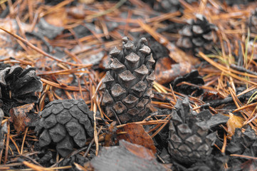 Fir cones on the forest with intentional shallow depth of field