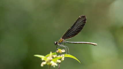 Eine weibliche Blauflügel-Prachtlibelle auf einer blühenden Brennessel