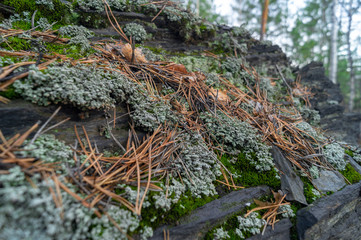 Obraz premium Close Up of Green Lichen and Moss Textures Growing on a Rock background