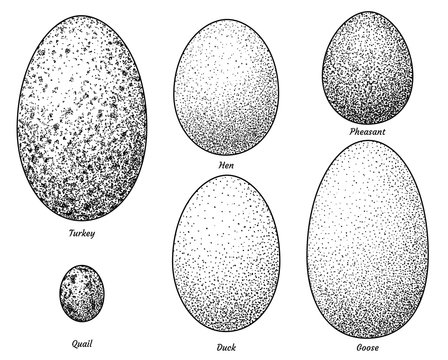 Collection of bird eggs illustration, drawing, engraving, ink, line art, vector