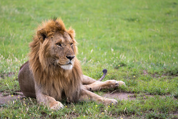 Fototapeta na wymiar A big lion lies in the grass in the savanna of Kenya