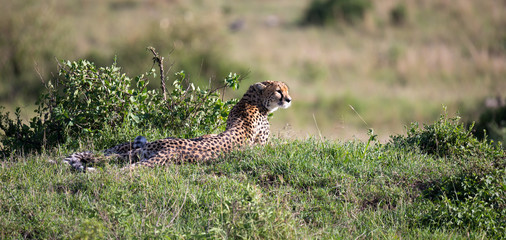 A cheetah mother with two children in the Kenyan savannah