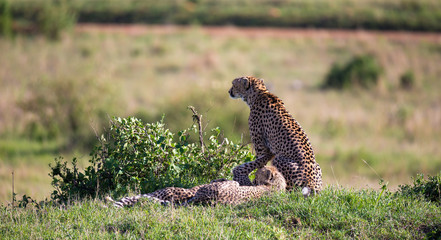 A cheetah mother with two children in the Kenyan savannah