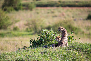 A cheetah mother with two children in the Kenyan savannah