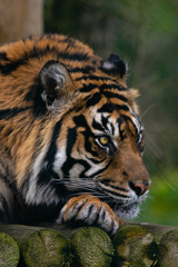 Tiger West Midlands Safari Park, UK