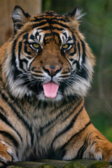 Fototapeta na wymiar Tiger West Midlands Safari Park, UK