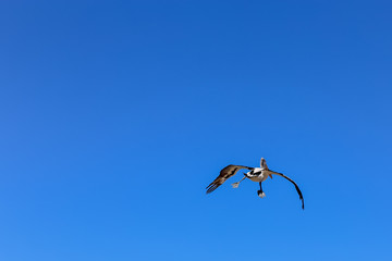 Bright blue sky with pelican flying away with feet hanging down
