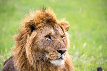 Fototapeta na wymiar The face of a big lion in closeup