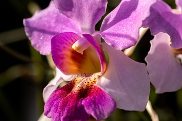closed up macro shot of a beautiful purple orchid 