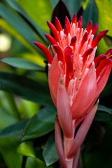 closed up macro shot of a beautiful red orchid 