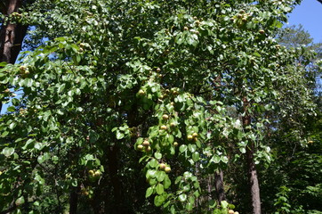 Fototapeta na wymiar Plants in the summer deciduous forest