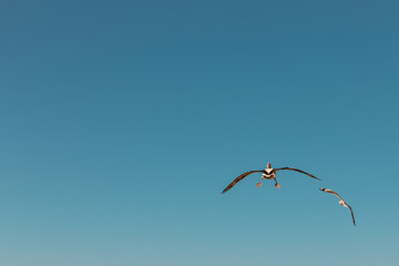 Blue sky with pelican flying away with seagull beside it - large copyspace -