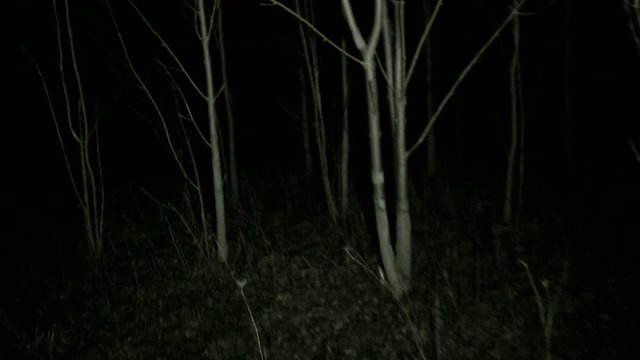 POV steadicam running through dark spooky forest at night. Running away and escaping from scary monsters through the forest, with tree branches all around. Someone is chasing and you're getting away.