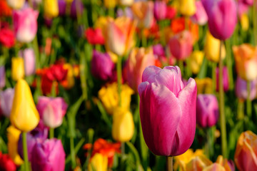 Obraz premium Tulips in vibrant colours in Lisse, Netherlands. Photographed in HDR high definition.