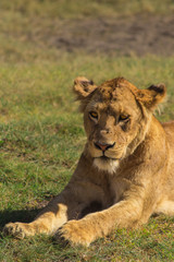 Fototapeta na wymiar lioness keeping watch