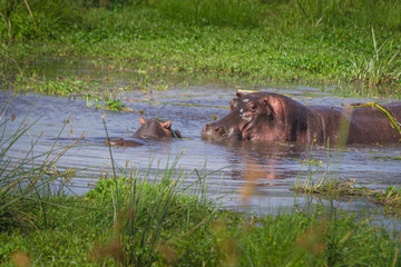 happy hippo family
