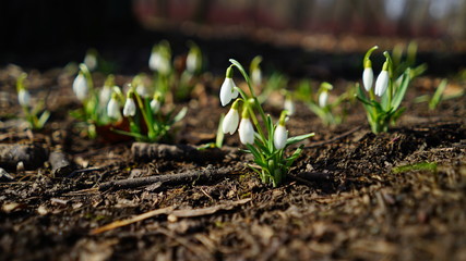 snowdrops