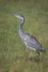 heron in Africa