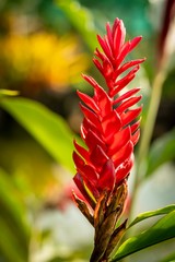 closed up macro shot of a beautiful red orchid 