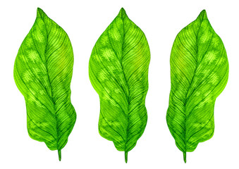 Green tropical watercolor leaves isolated on white background