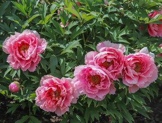 Peonies on the bush in the garden