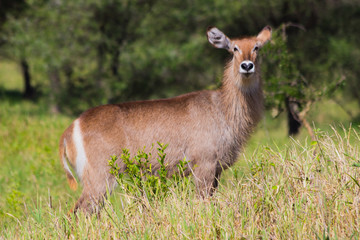 waterbuck